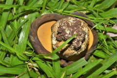 Phlebopus marginatus