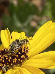 Calliopsima