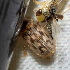 Heterocerus intermuralis