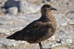 Stercorarius antarcticus