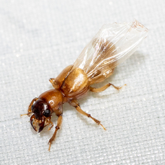 Bledius mandibularis