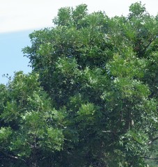 Harpephyllum caffrum
