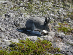 Lepus arcticus