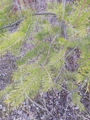 Pinus sylvestris