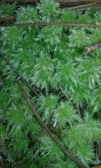 Sphagnum strictum