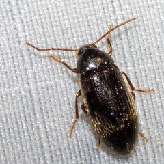 Hymenorus