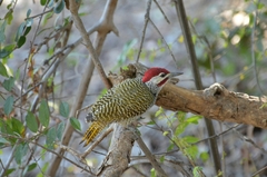 Campethera bennettii
