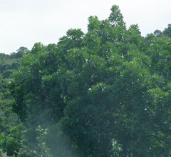 Harpephyllum caffrum