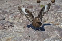 Stercorarius antarcticus