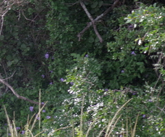 Barleria obtusa