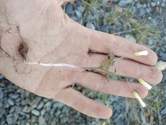 Oxalis dentata