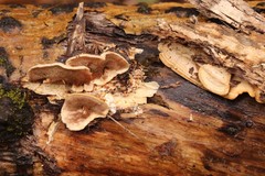 Metuloidea murashkinskyi