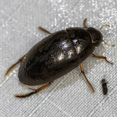 Tropisternus quadristriatus