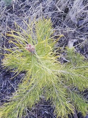 Pinus sylvestris