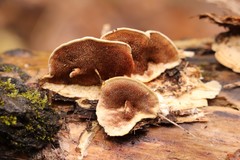 Metuloidea murashkinskyi