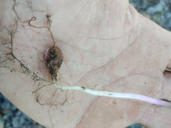Oxalis dentata