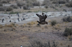 Stercorarius antarcticus