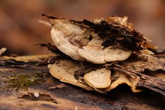 Metuloidea murashkinskyi