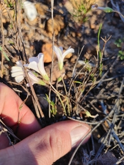 Oxalis dentata