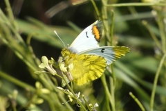 Zegris eupheme