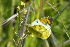 Zegris eupheme