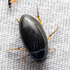 Tropisternus quadristriatus