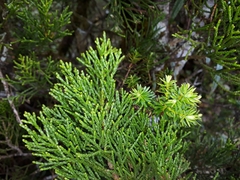 Halocarpus biformis
