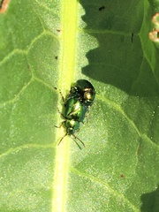 Gastrophysa cyanea
