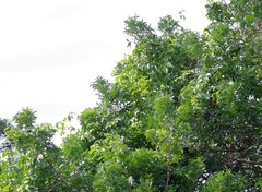 Harpephyllum caffrum
