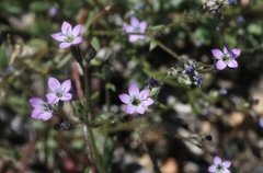Gilia modocensis