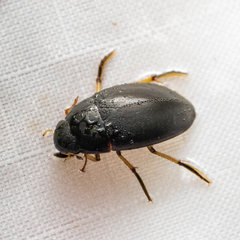 Tropisternus quadristriatus