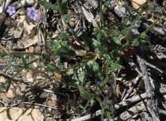 Gilia modocensis