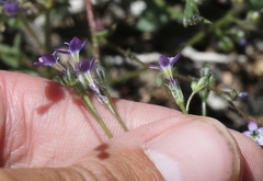 Gilia modocensis