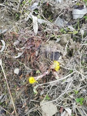 Tussilago farfara