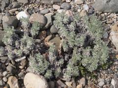 Artemisia alpina