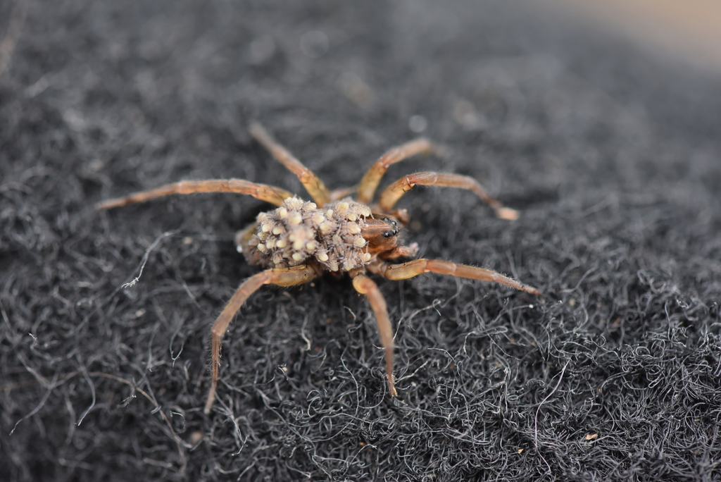 Trochosa urbana