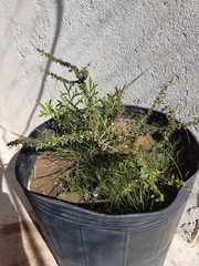 Condalia buxifolia