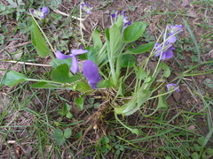 Viola suavis