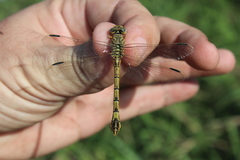 Crenigomphus hartmanni
