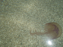 Pelagia noctiluca