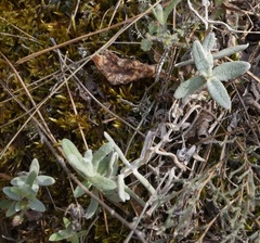 Cerastium biebersteinii