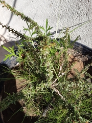 Condalia buxifolia