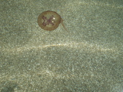 Pelagia noctiluca