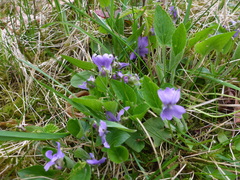 Viola suavis