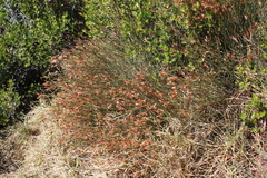 Willdenowia glomerata