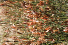 Willdenowia glomerata