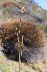 Willdenowia glomerata