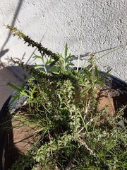 Condalia buxifolia