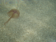 Pelagia noctiluca