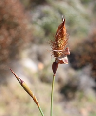 Willdenowia glomerata